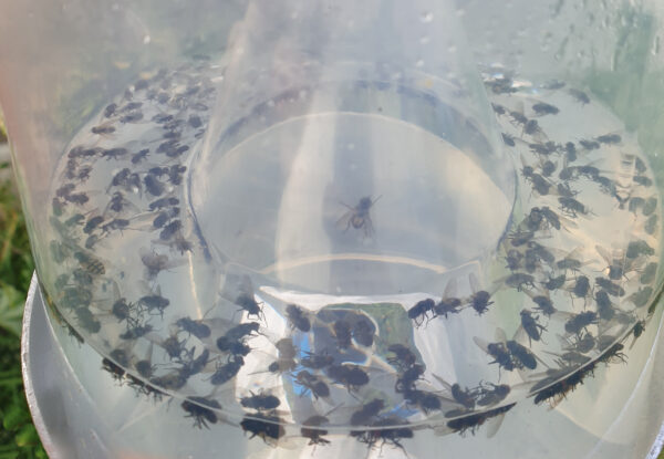 Catching stable flies with a StomoxyCC Trap / Fighting Stomoxys - Image 2