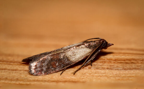 2X Meelmot Bestrijding: Kies Slim met Onze Insective Mottenvallen! - Afbeelding 2