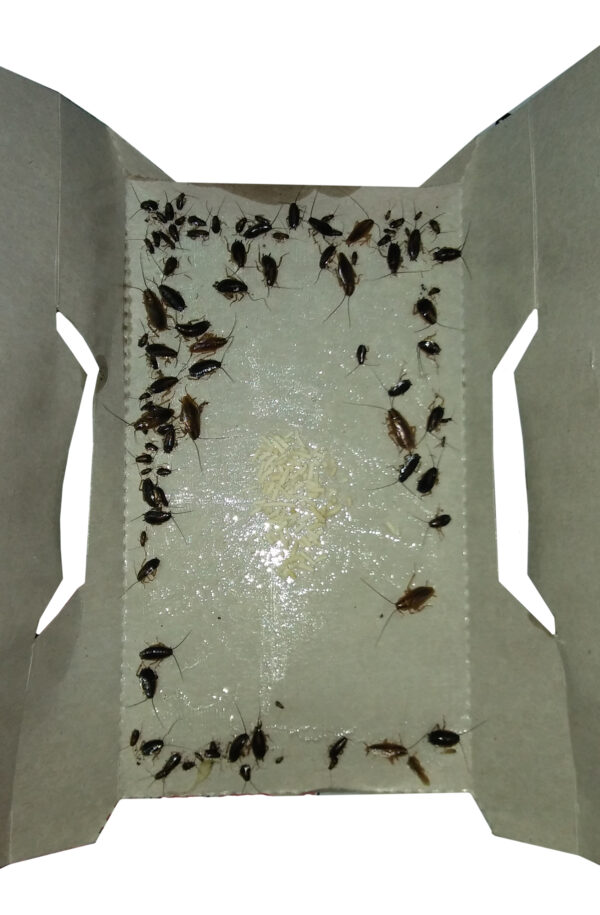Cockroach trap XL 4 pcs - Control cockroaches - Image 3