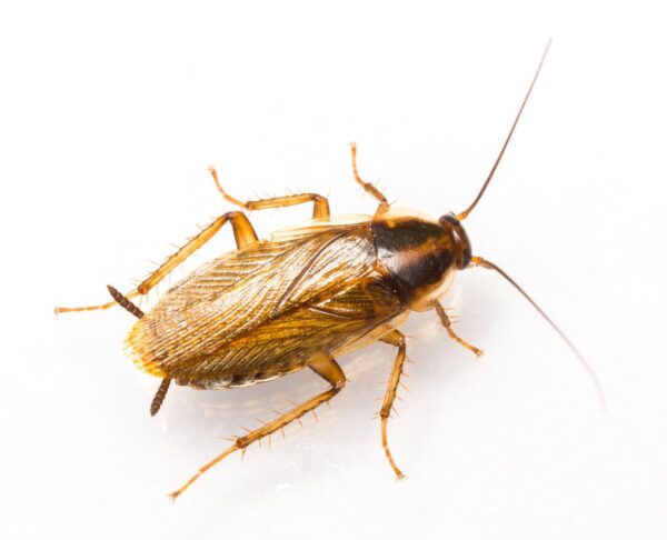 Cockroach trap XL 4 pcs - Control cockroaches - Image 4